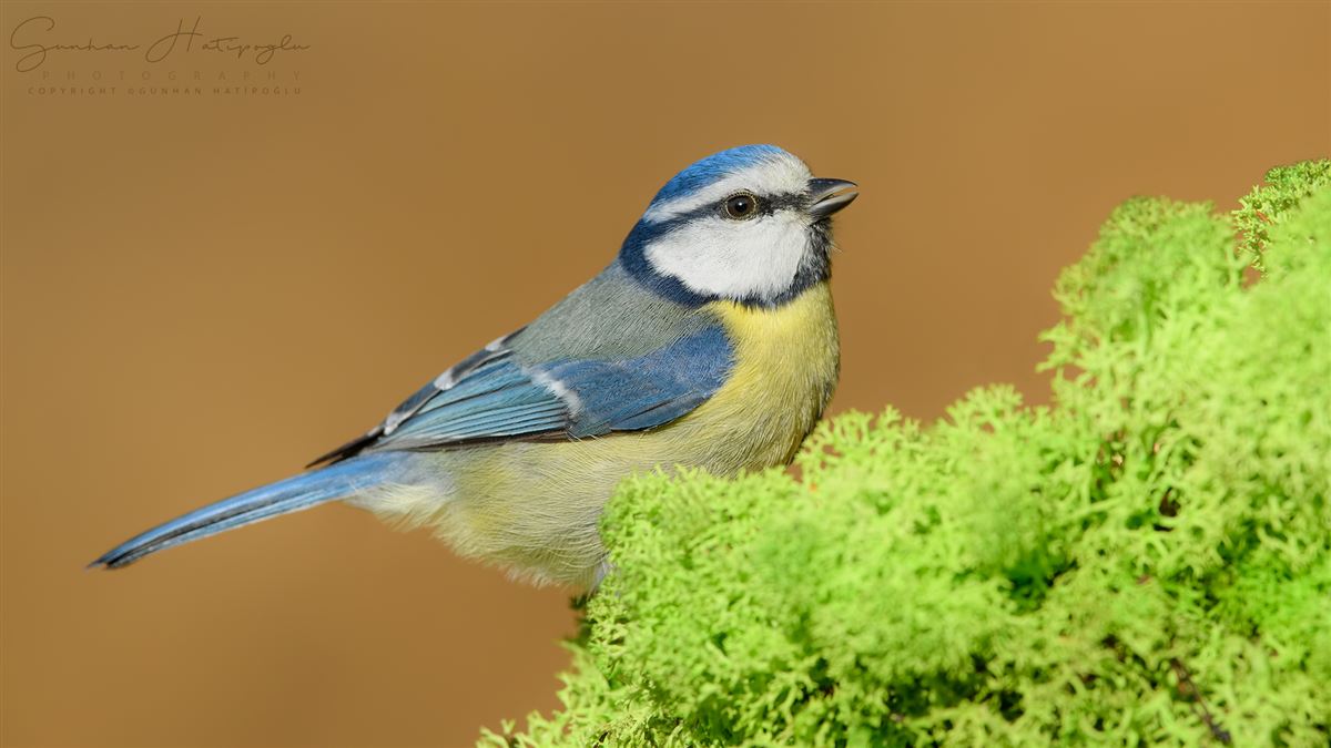 Eurasian Blue Tit
