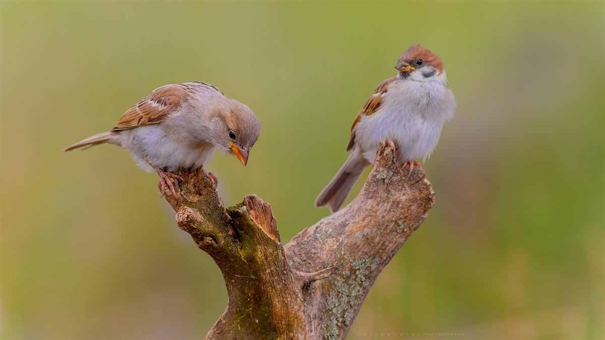House Sparrow