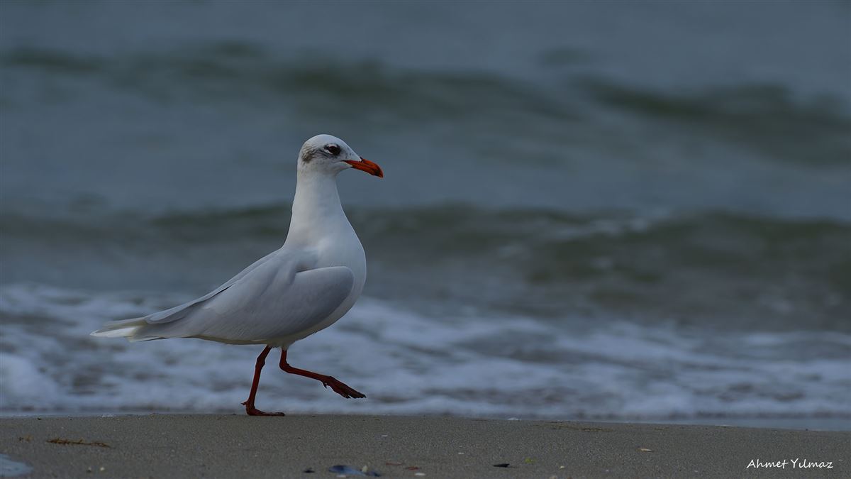 Mediterranean Gull