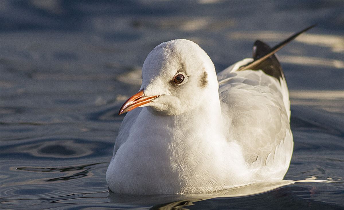 Black-headed Gull