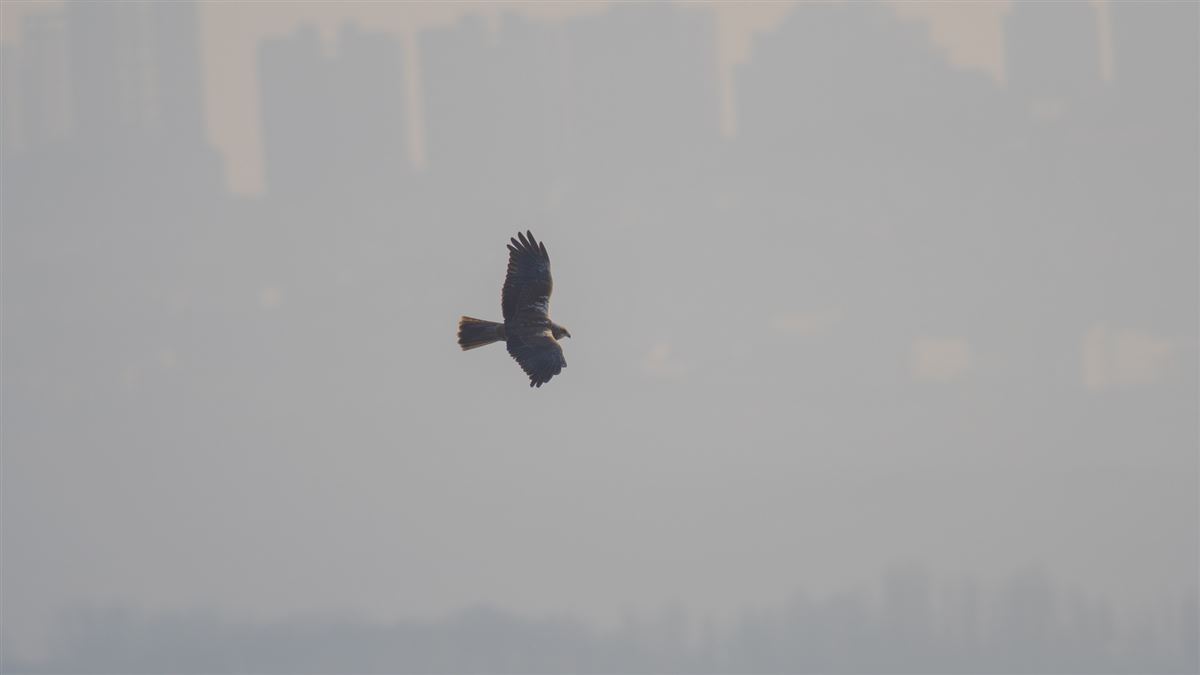 Western Marsh Harrier