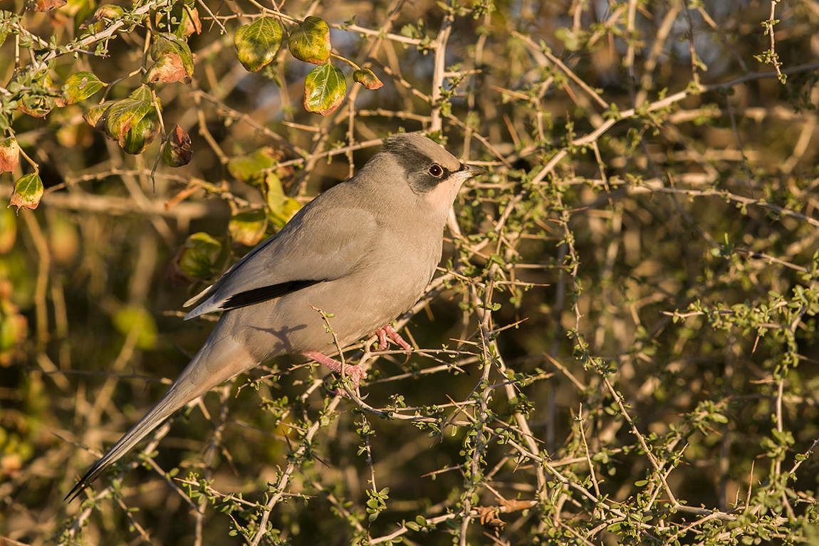Grey Hypocolius