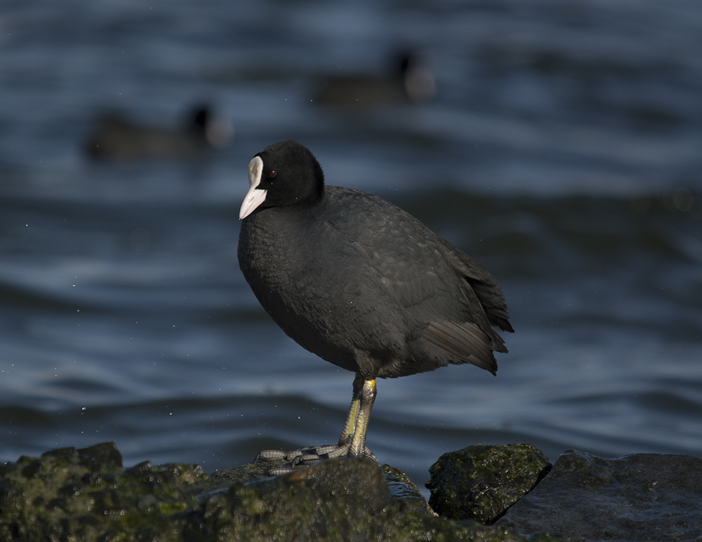 Eurasian Coot