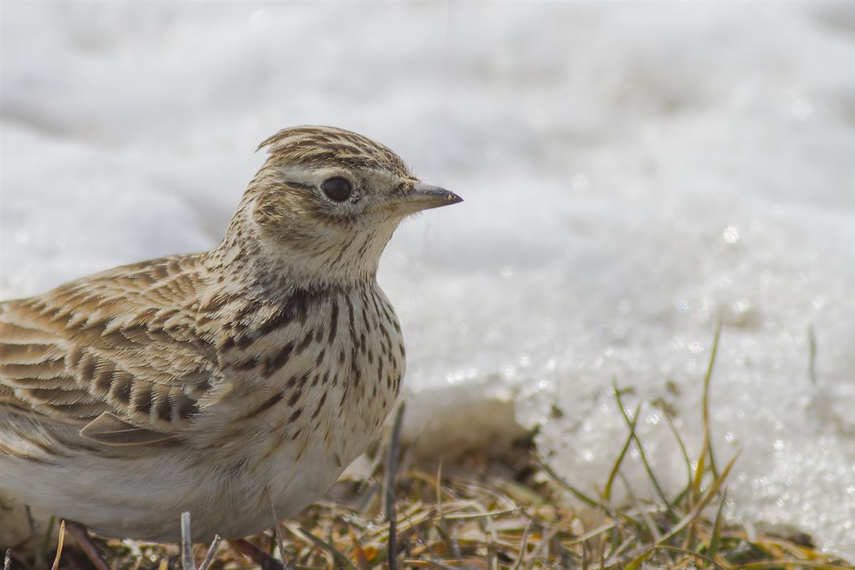 Eurasian Skylark