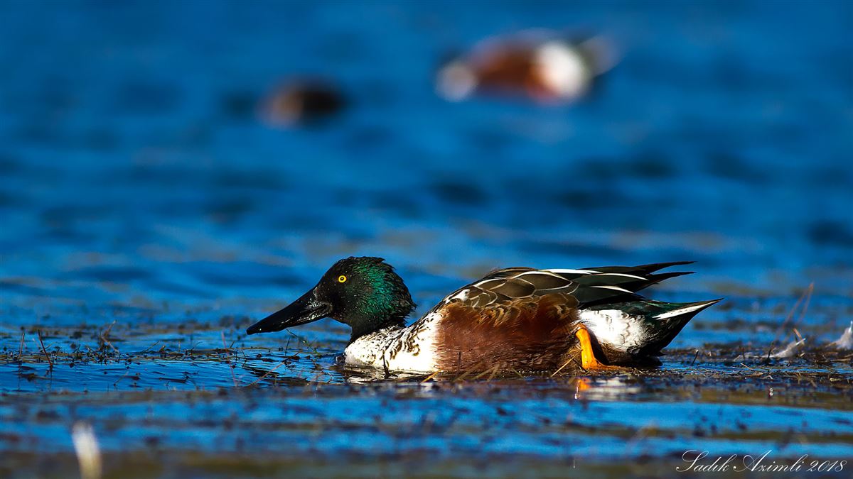 Northern Shoveler
