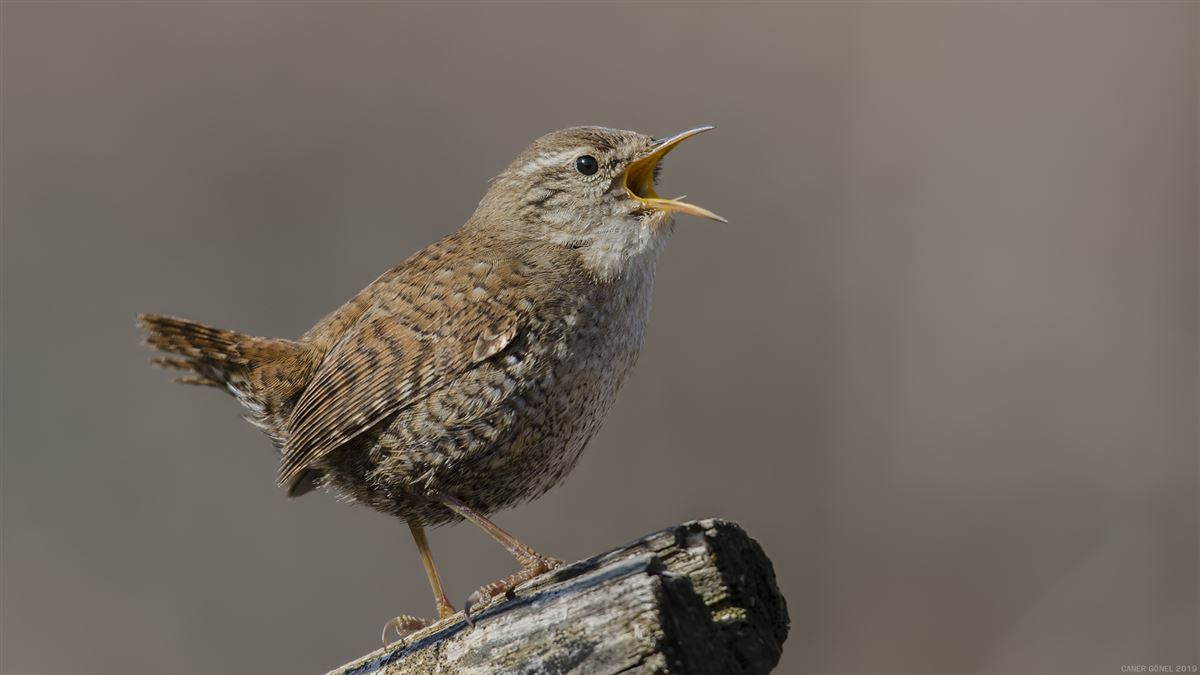 Eurasian Wren
