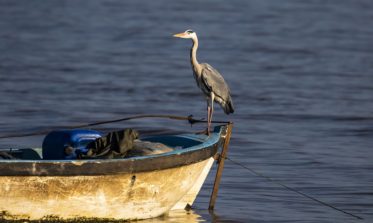 Grey Heron
