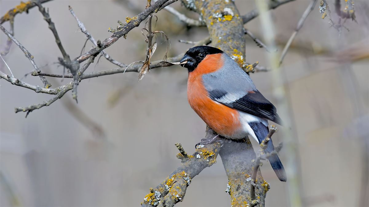 Eurasian Bullfinch