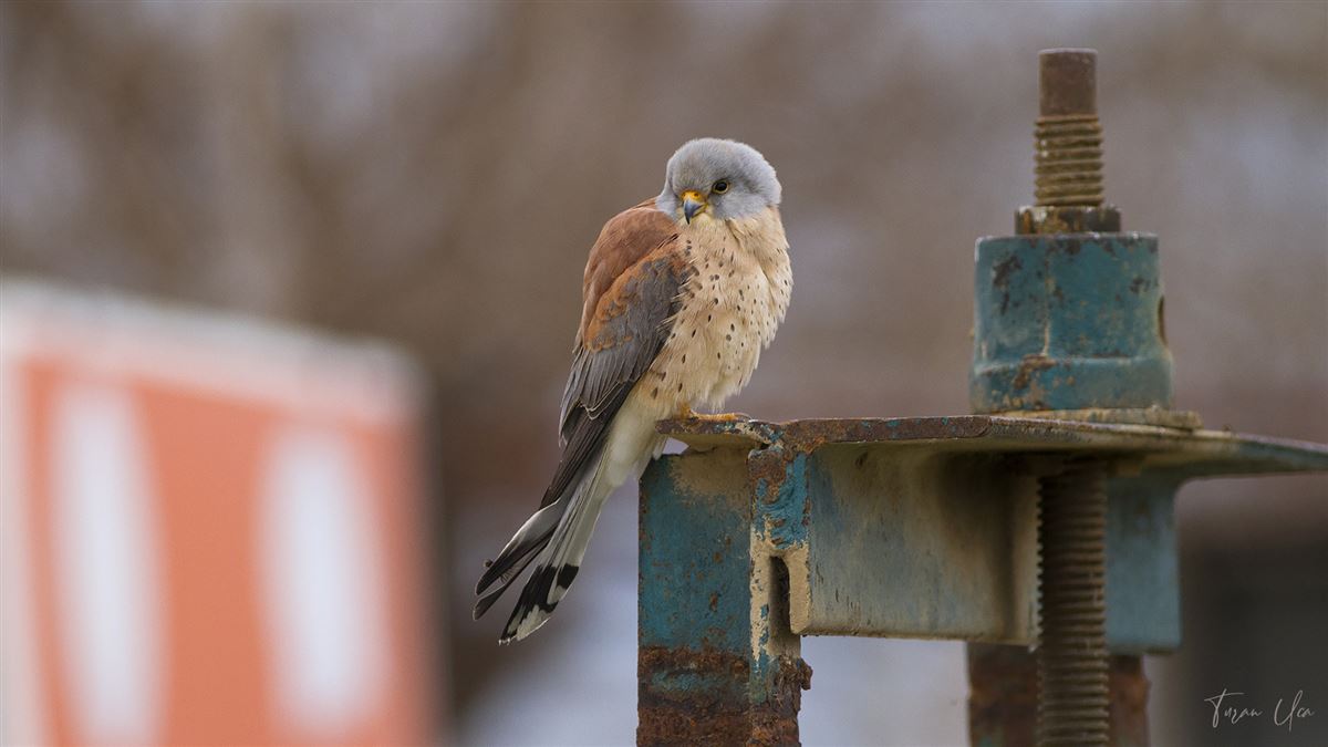 Lesser Kestrel