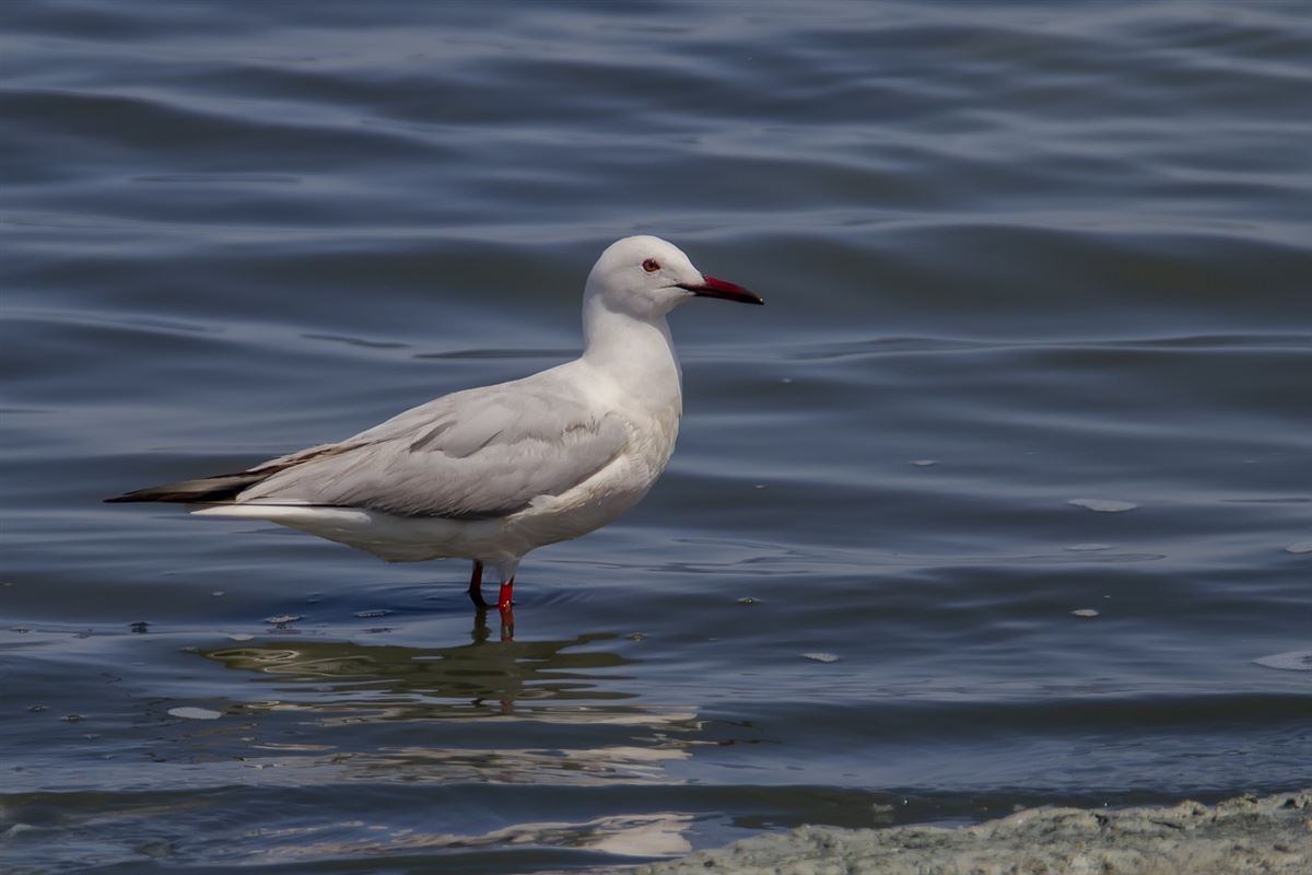 Slender-billed Gull