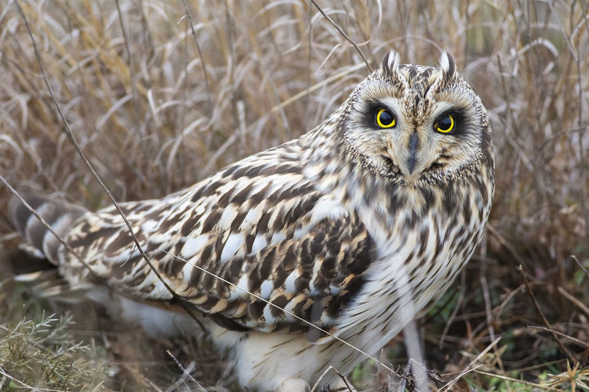 Short-eared Owl
