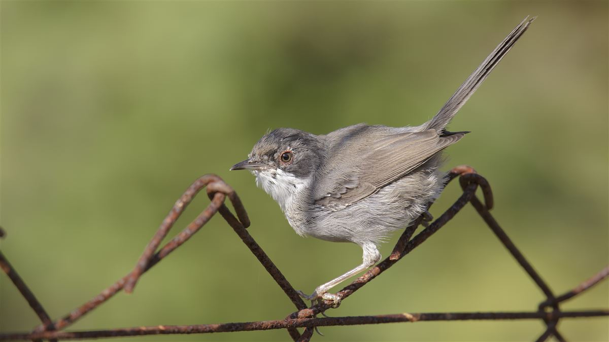 Sardinian Warbler