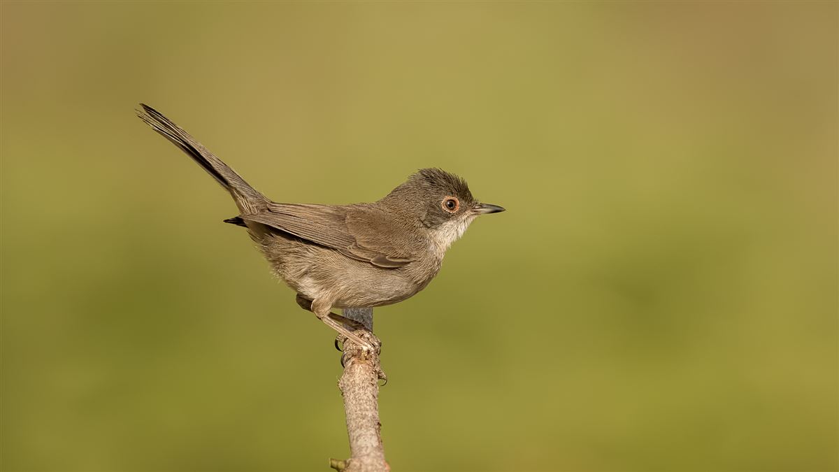 Sardinian Warbler