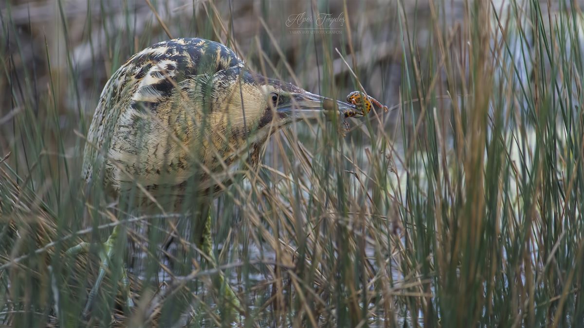 Eurasian Bittern