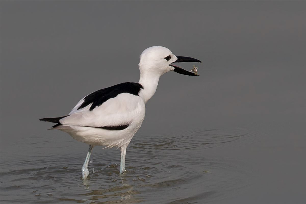Crab-plover