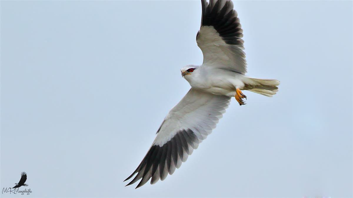 Black-winged Kite