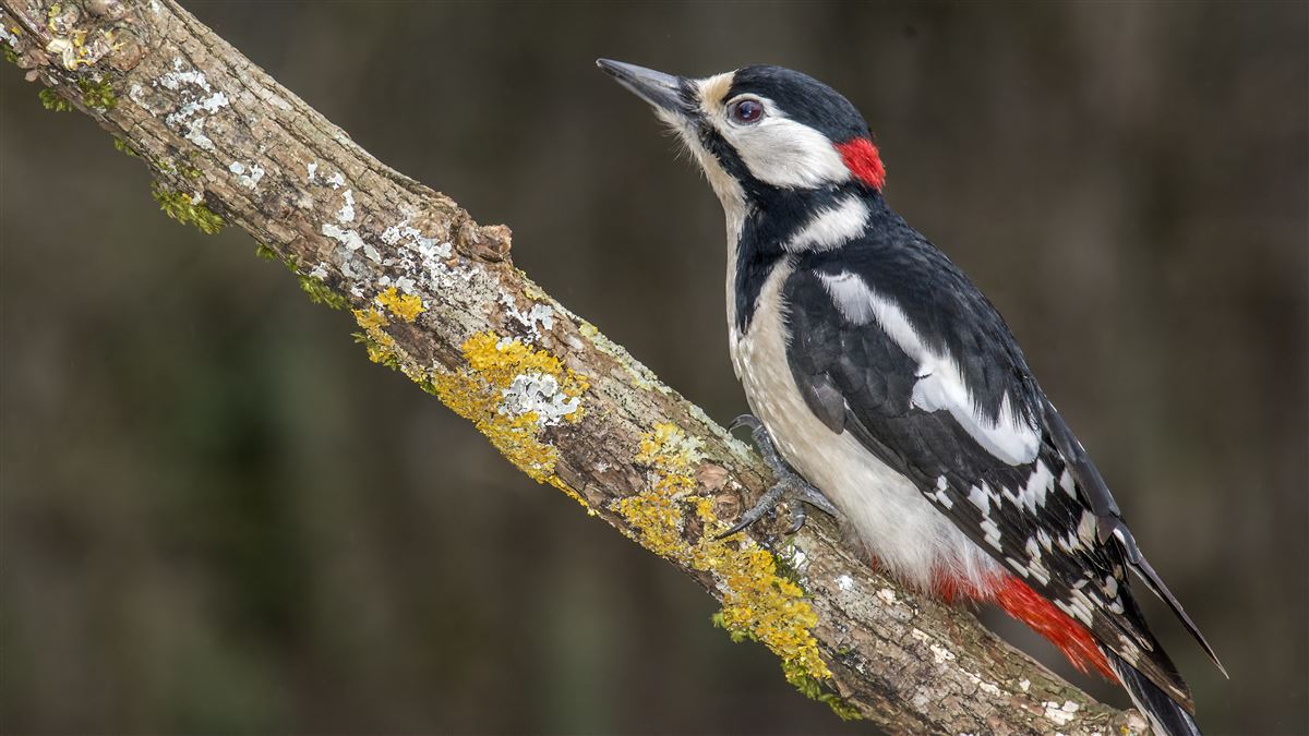 Great Spotted Woodpecker