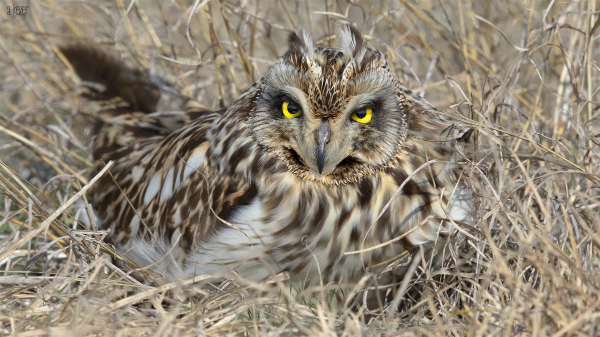 Short-eared Owl