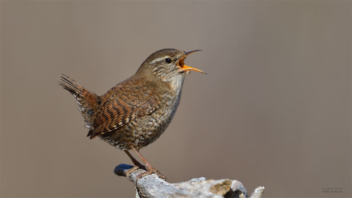 Eurasian Wren