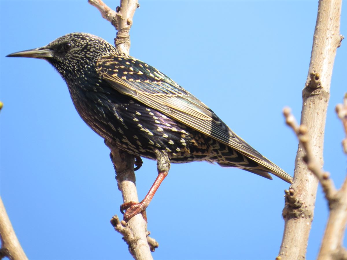 Common Starling
