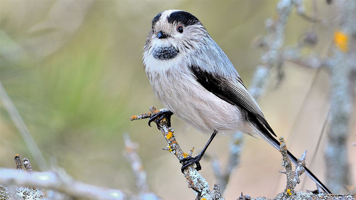 Long-tailed Tit