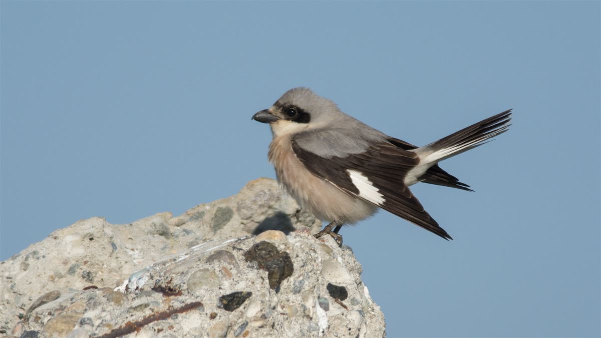 Lesser Grey Shrike