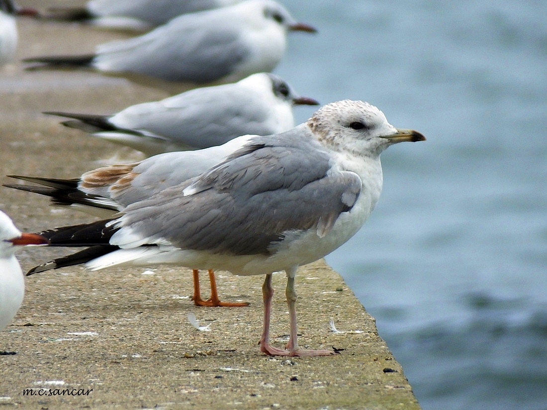 Common Gull