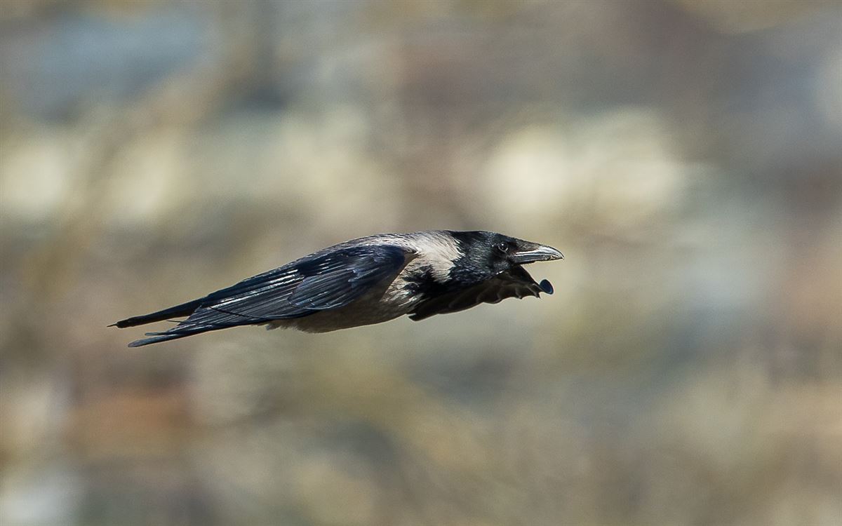 Hooded Crow