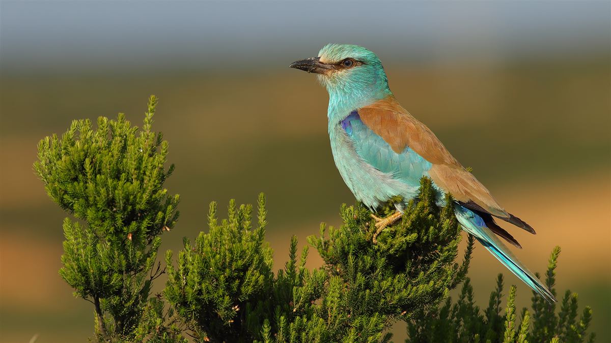 European Roller