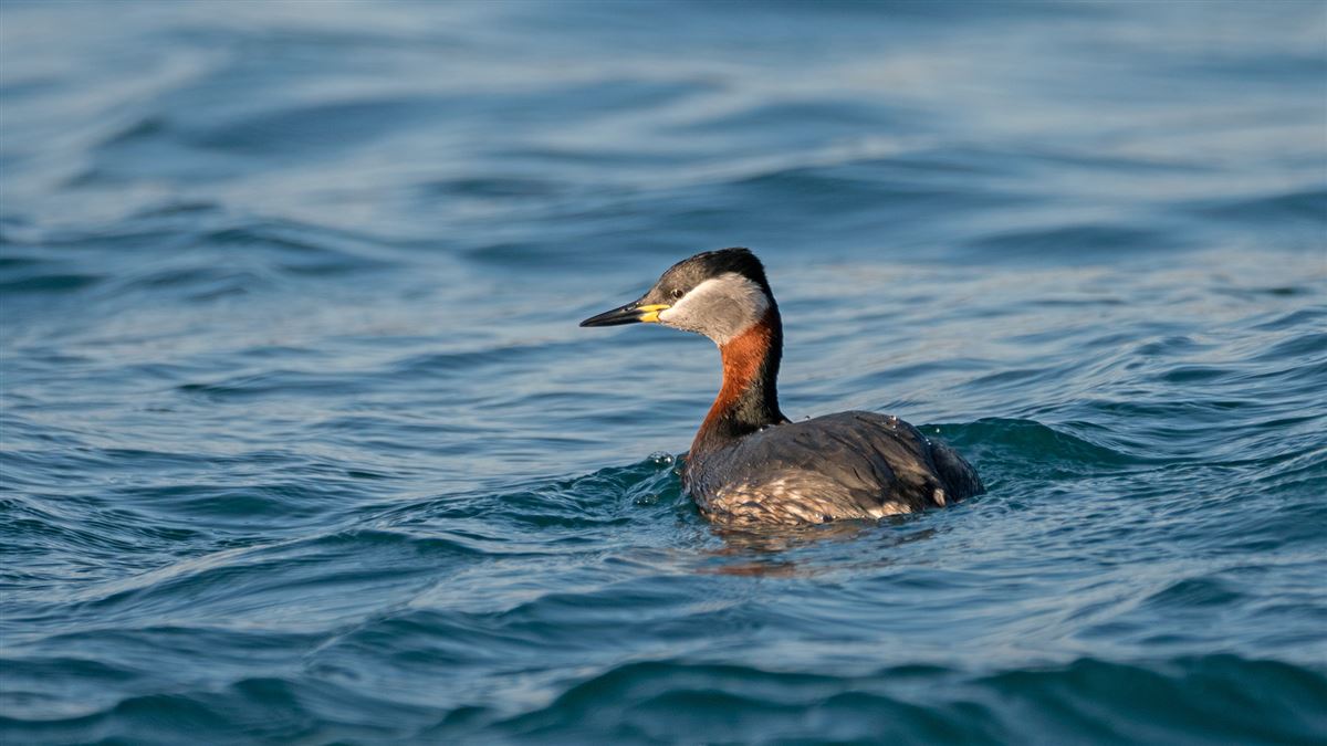 Red-necked Grebe