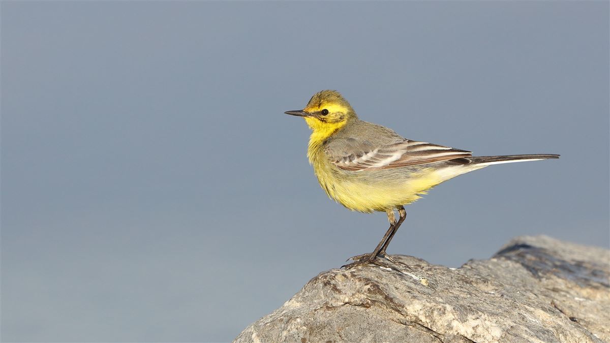 Citrine Wagtail