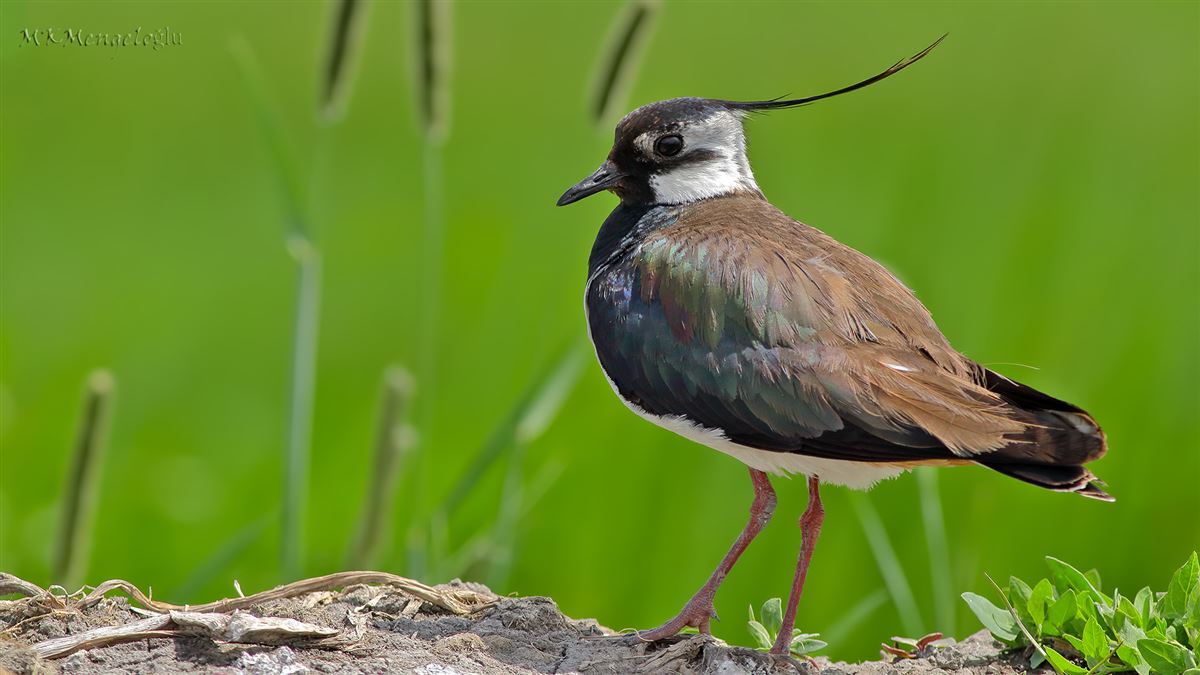 Northern Lapwing