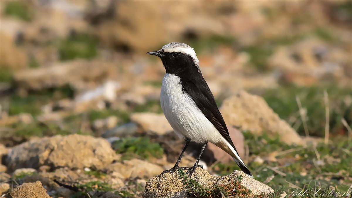 Mourning Wheatear
