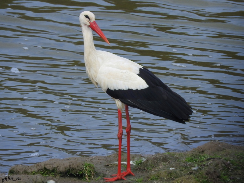 White Stork