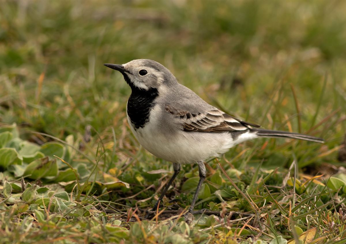 White Wagtail