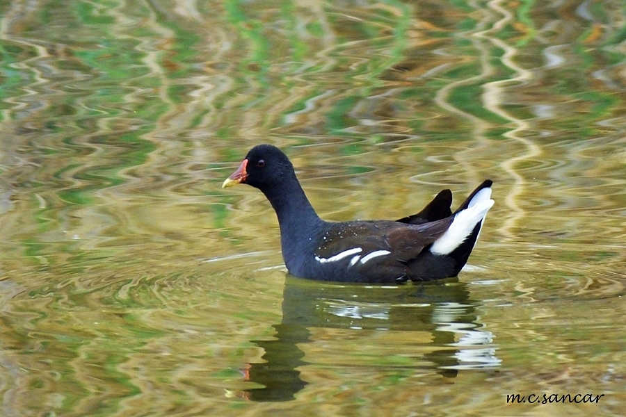 Common Moorhen
