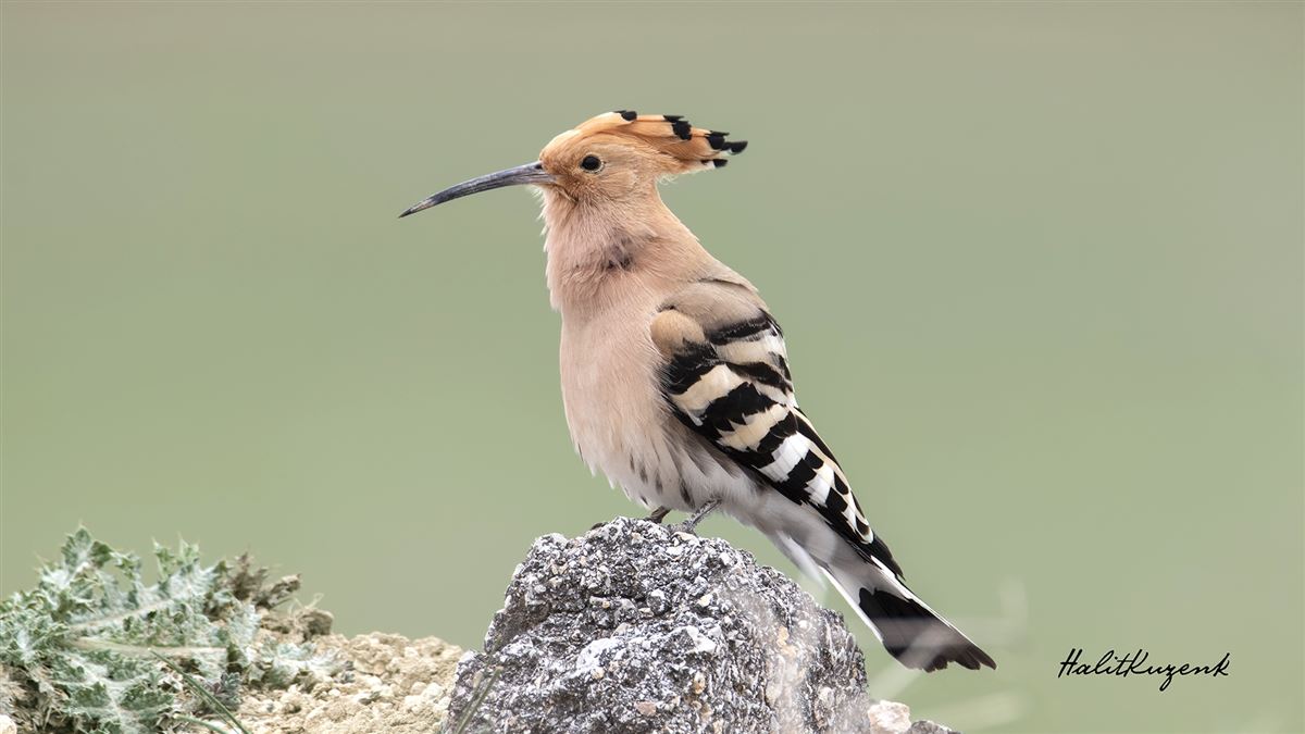 Common Hoopoe