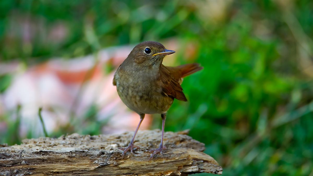 Thrush Nightingale
