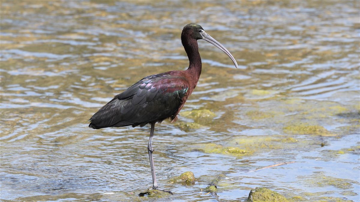 Glossy Ibis