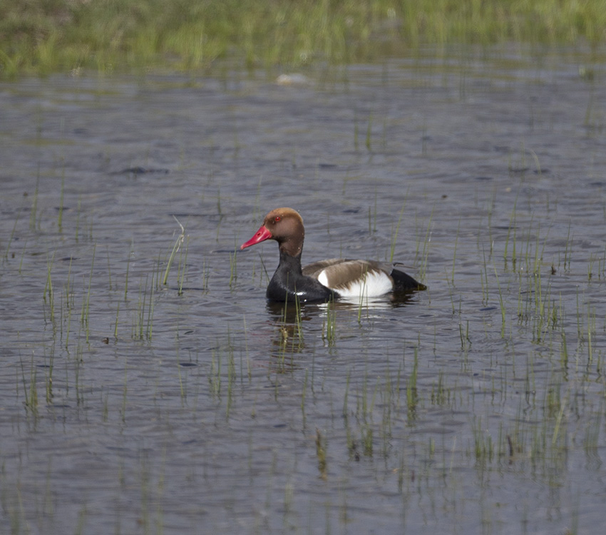 Red-crested Pochard