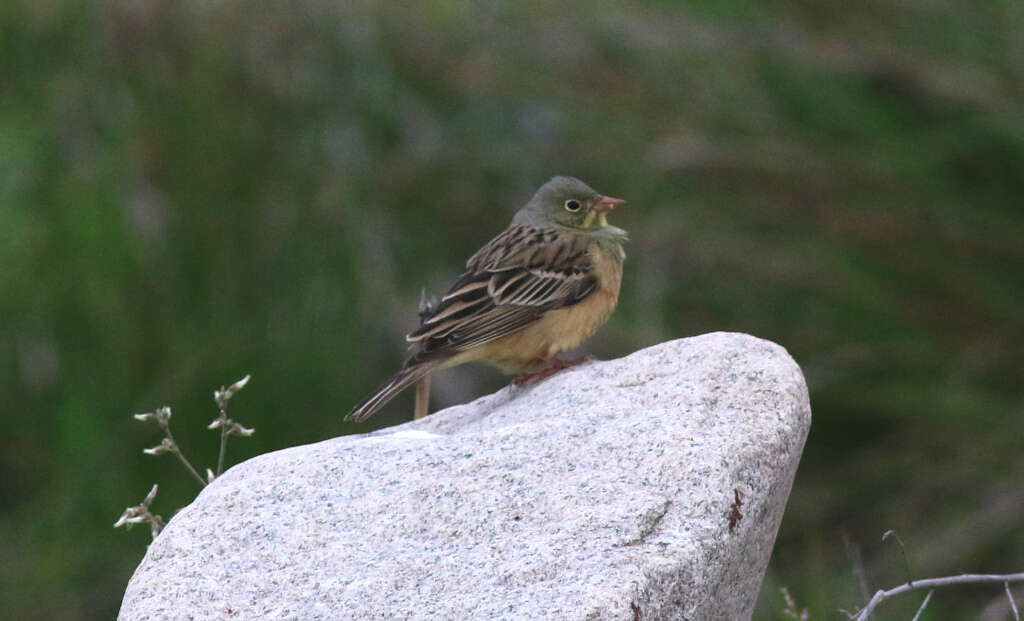 Ortolan Bunting