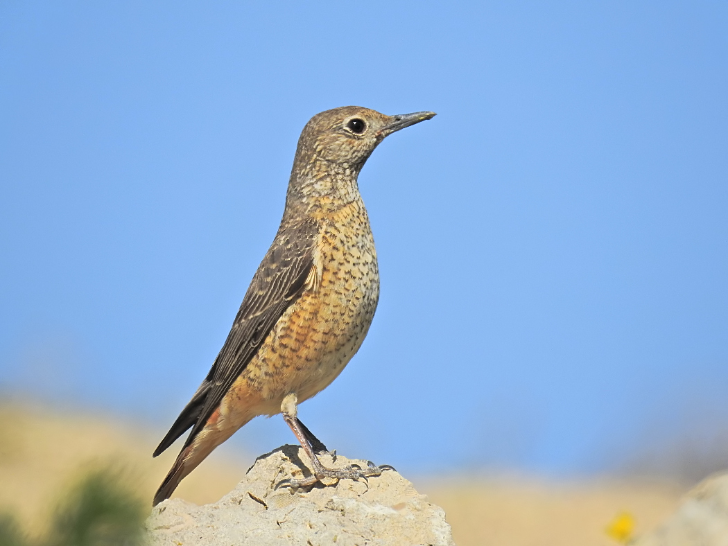 Common Rock Thrush