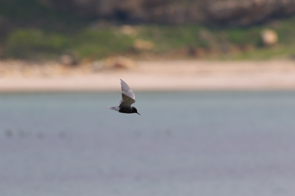 Black Tern