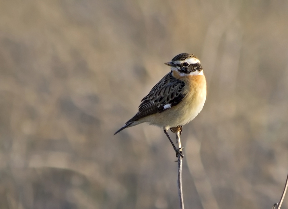 Whinchat