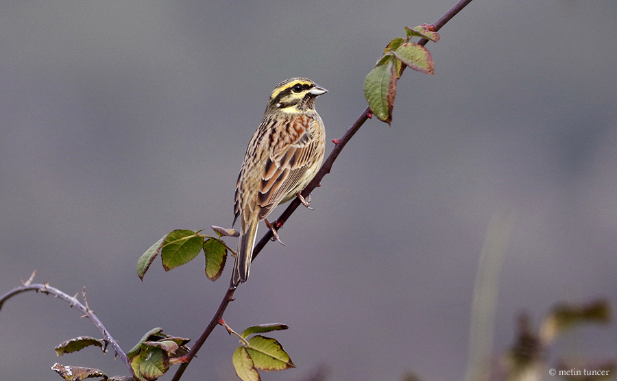 Cirl Bunting