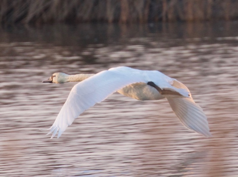 Mute Swan