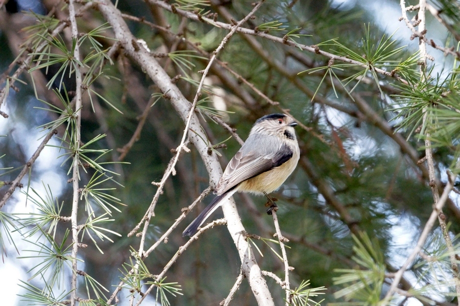 Long-tailed Tit