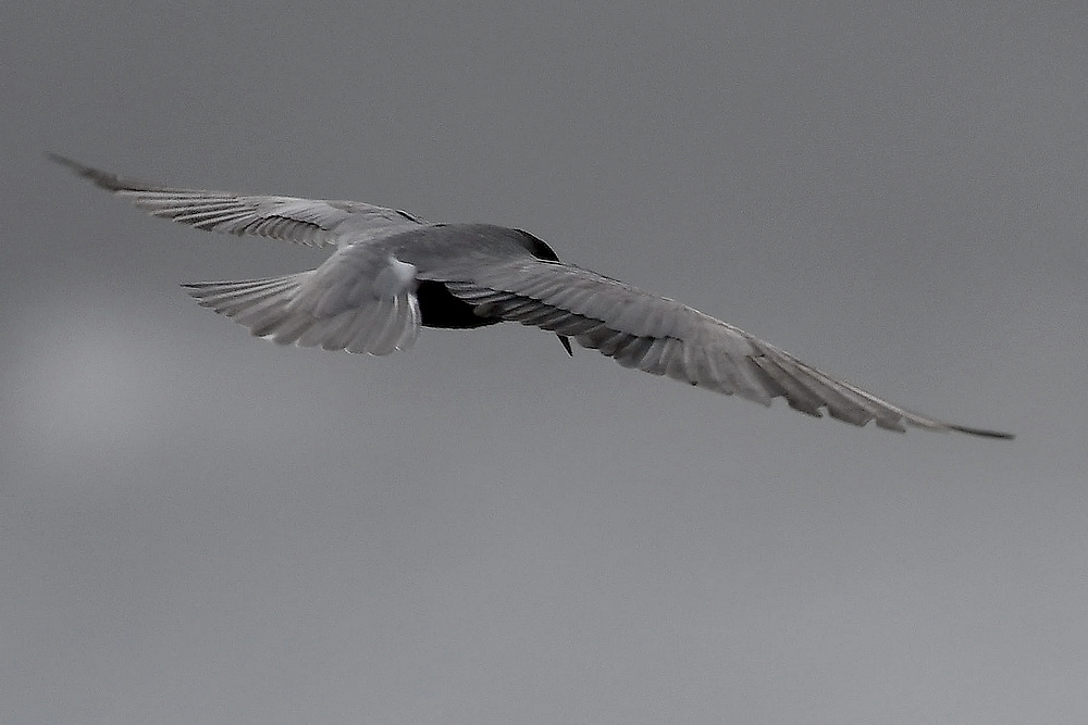 Black Tern