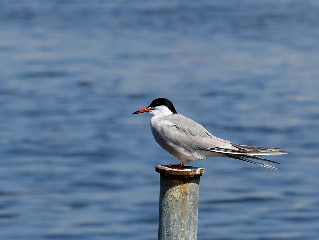 Common Tern