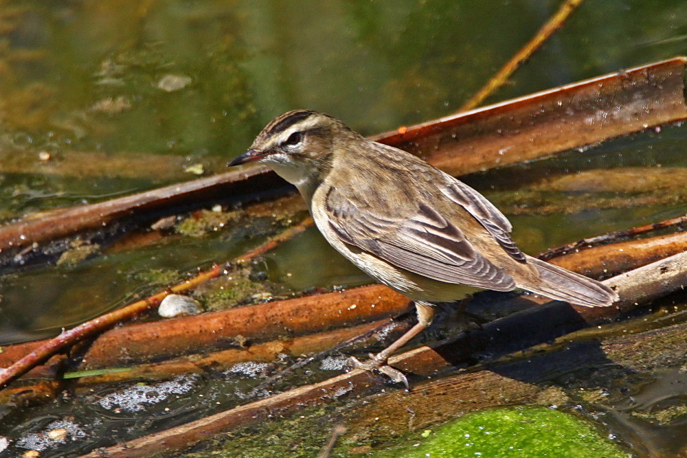 Sedge Warbler